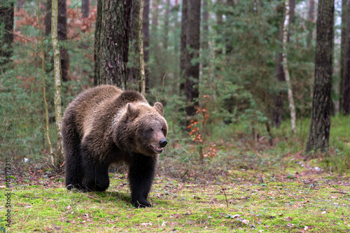brown bear (Ursus arctos) in winter forest © ArtushFoto