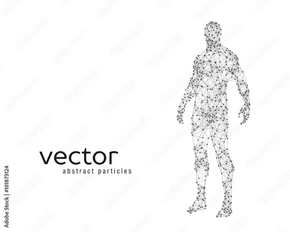 Vector illustration of human body Vector illustration of human body