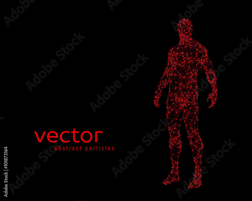 Vector illustration of human body