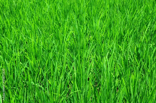 Green grass. Rice field