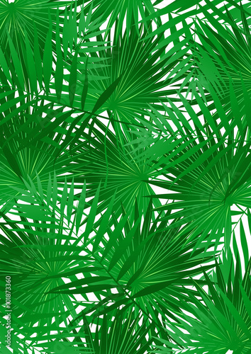 Tropical Cabbage palm on white background