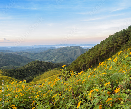 Beautiful mountain sunrise nature scene with wild mexican sunflower valley in Meahongson, Thailand.