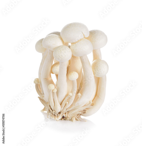 Shimeji mushroom, White beech mushrooms on white background