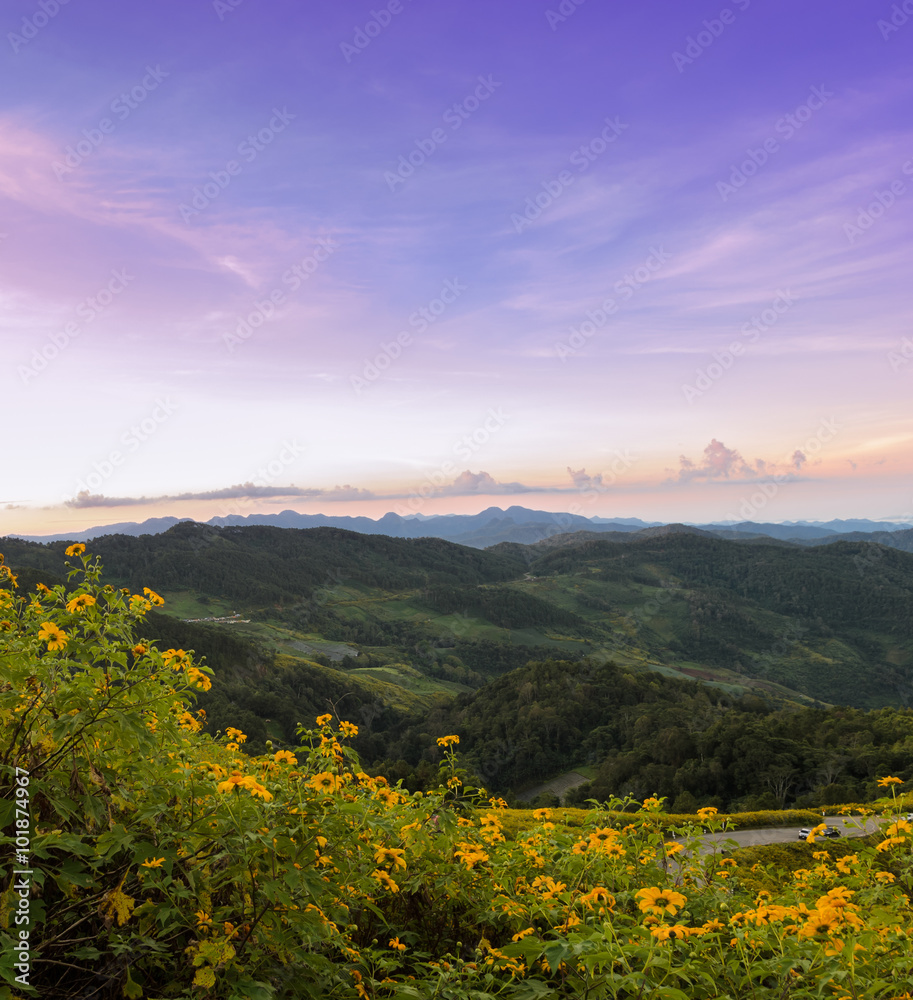 Beautiful mountain sunrise landscape with mexican sunflower blooming in Meahongson, Thailand.