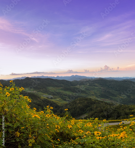 Beautiful mountain sunrise landscape with mexican sunflower blooming in Meahongson, Thailand.