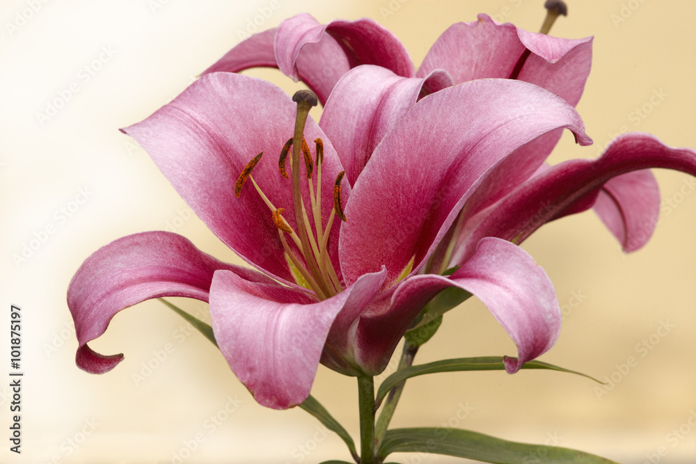 Fototapeta premium Lily