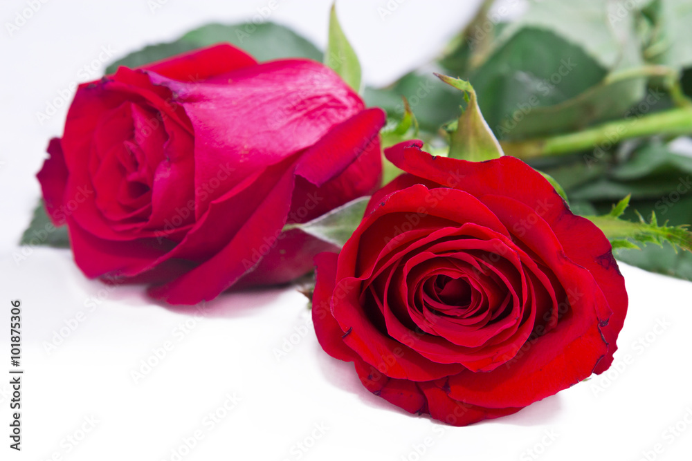 rose isolated rose isolated