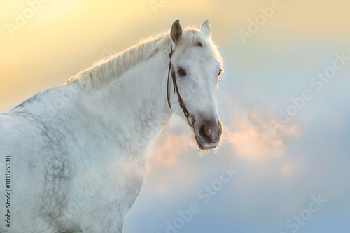White stallion portrait with steam from the nostrils against sunset sky