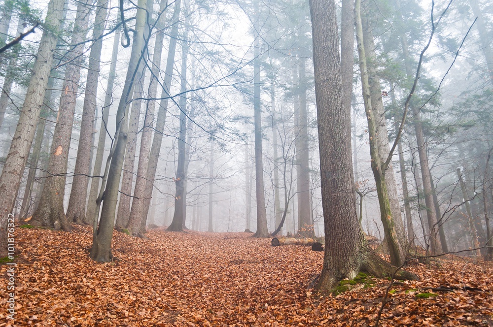 Mysterious misty forest in the autumn with dry leaves in the ground. Suitable for wall decoration