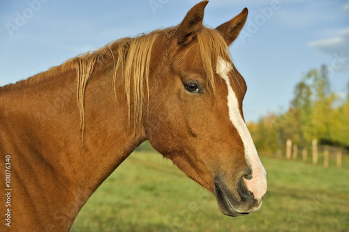 Fototapeta Naklejka Na Ścianę i Meble -  Chestnut Arabian Horse at pasture, portrait closeup