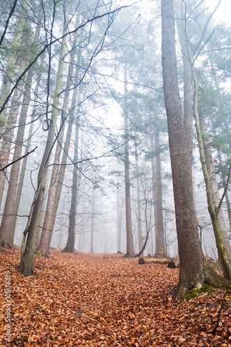 Mysterious misty forest in the autumn with dry leaves in the ground. Vertical photo