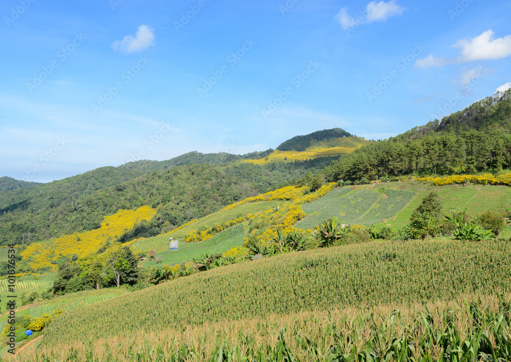 Fototapeta premium Mountain landscape with terrace corn field in Meahongson, Thailad