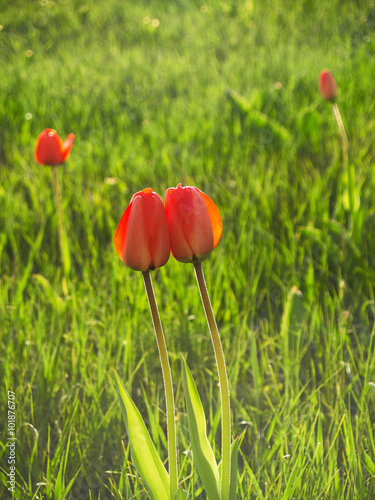 Kissing tulips