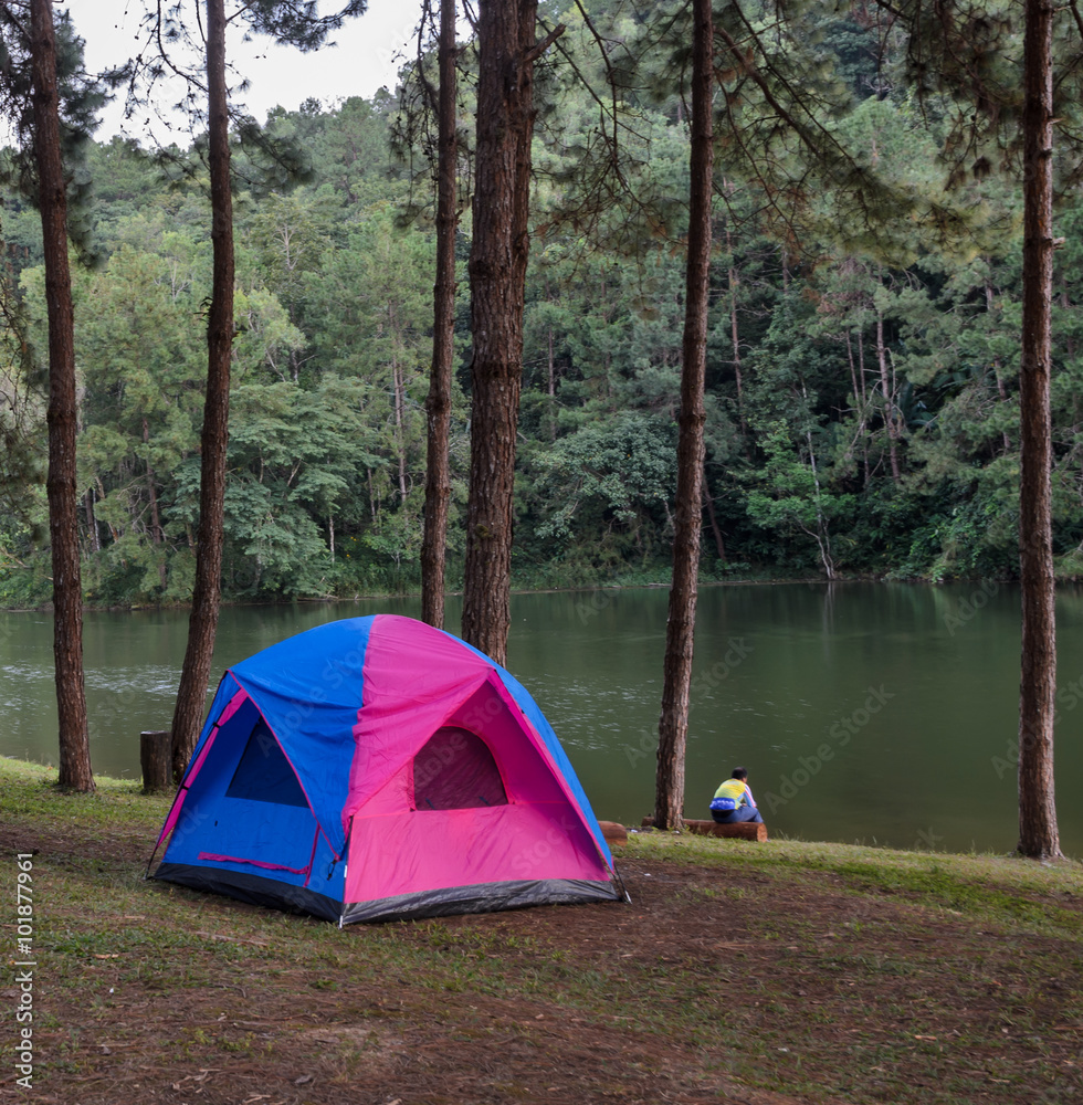 Pink and blue camping tent in pine tree forest near lake at Pang Oung national park in Mae Hong Son, Thailand