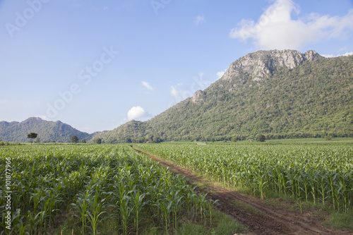 Green field with corn