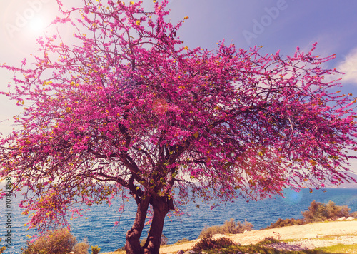 Blossoming tree