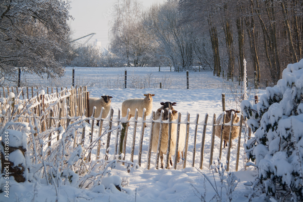 Fototapeta premium Drentse heideschapen, Schoonebeekers, in de sneeuw in Nederland