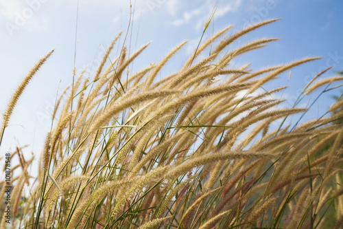 Fluffy grass