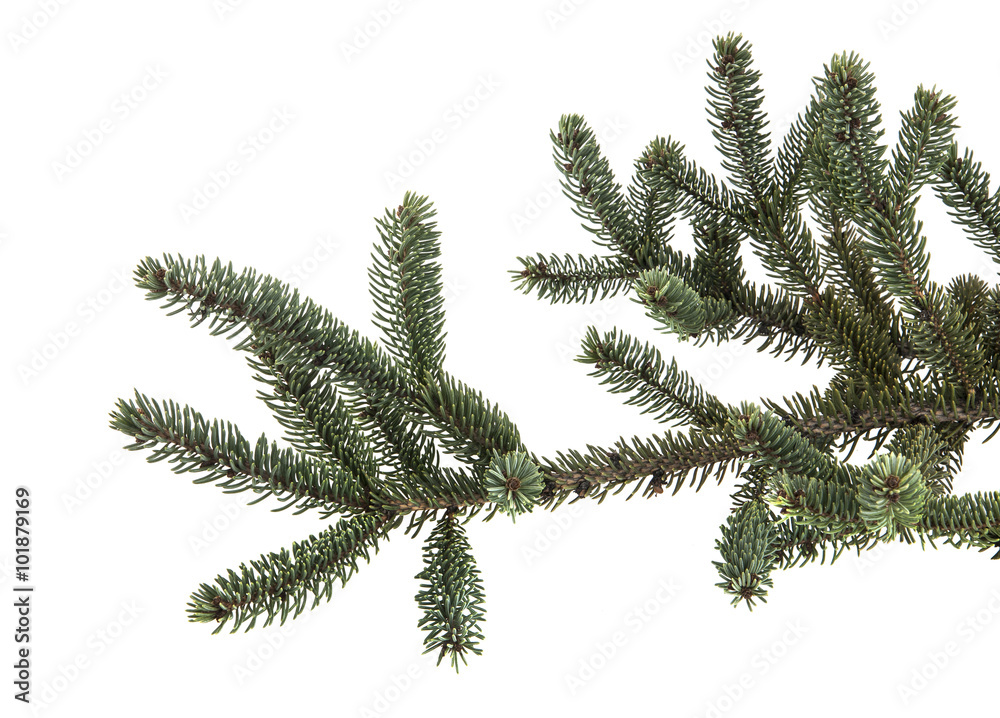 Fir branch isolated on white background