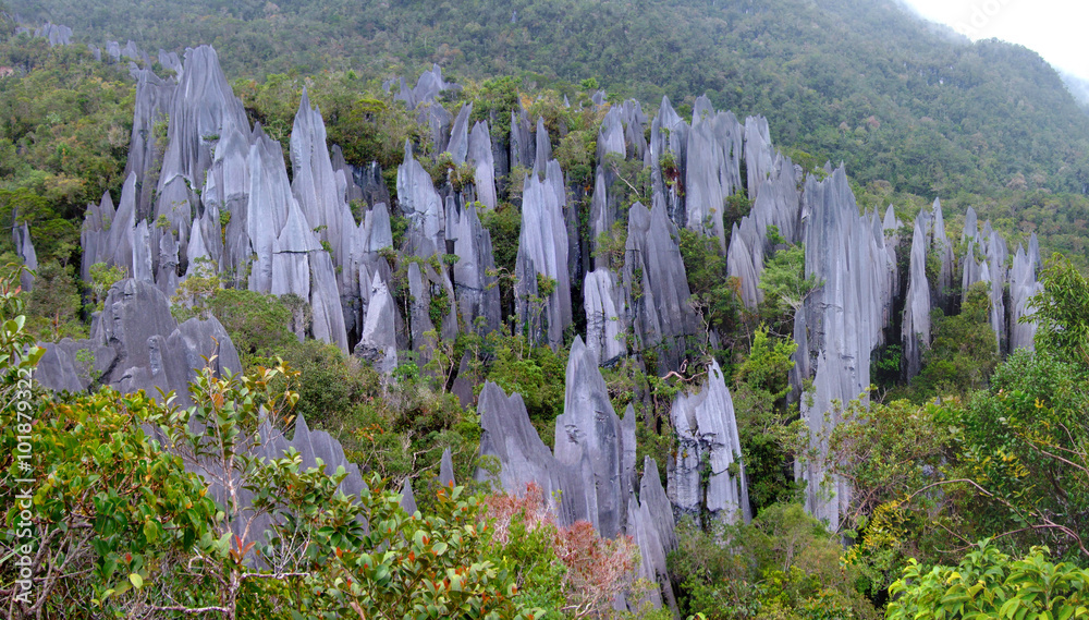 Αυτοκόλλητο Pinnacles, Gunung Mulu Nationalpark, Borneo