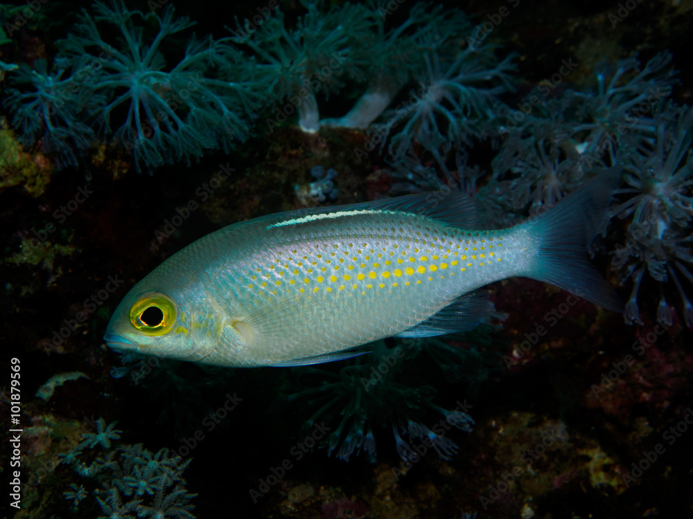 Obraz premium Goby fish