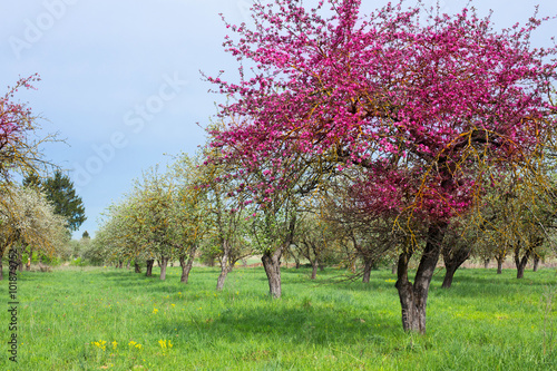 blossom trees garden