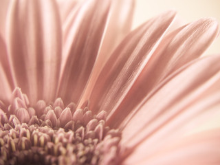 Handdoek met foto Gerbera Gerbera macro met fijne details  © 1stphoto