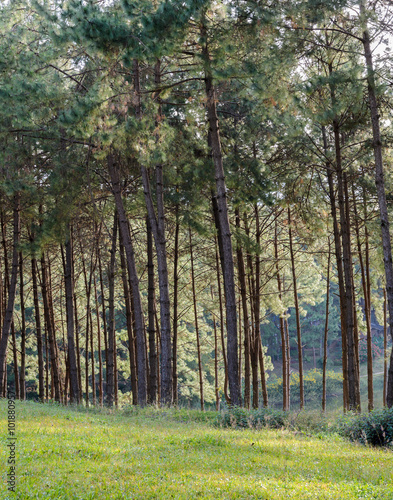 Pine tree forest at Pang Oung national park in Mae Hong Son  Thaialnd