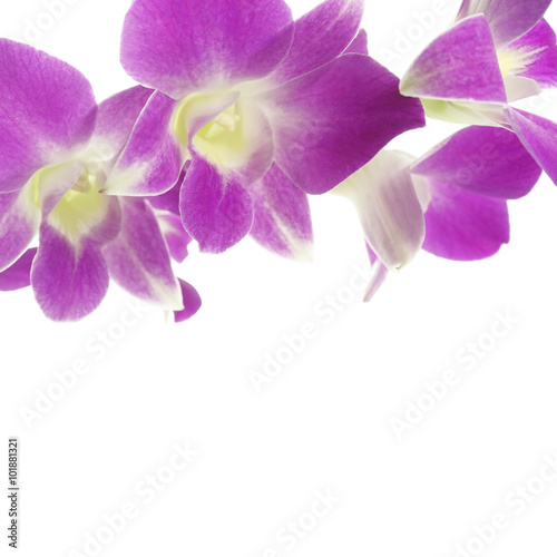 purple orchids isolated on white background