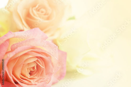 Fototapeta Naklejka Na Ścianę i Meble -  sweet color roses for flora background
