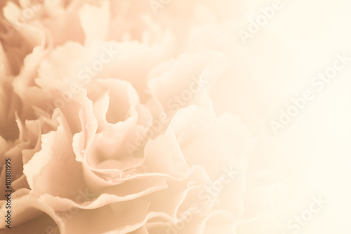 sweet color roses in vintage style for flora background
