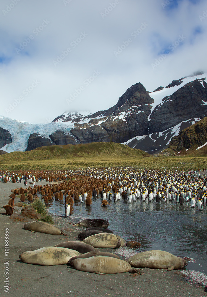 Φωτογραφία Large colony of young king penguins with few young elephant seals lying in the f