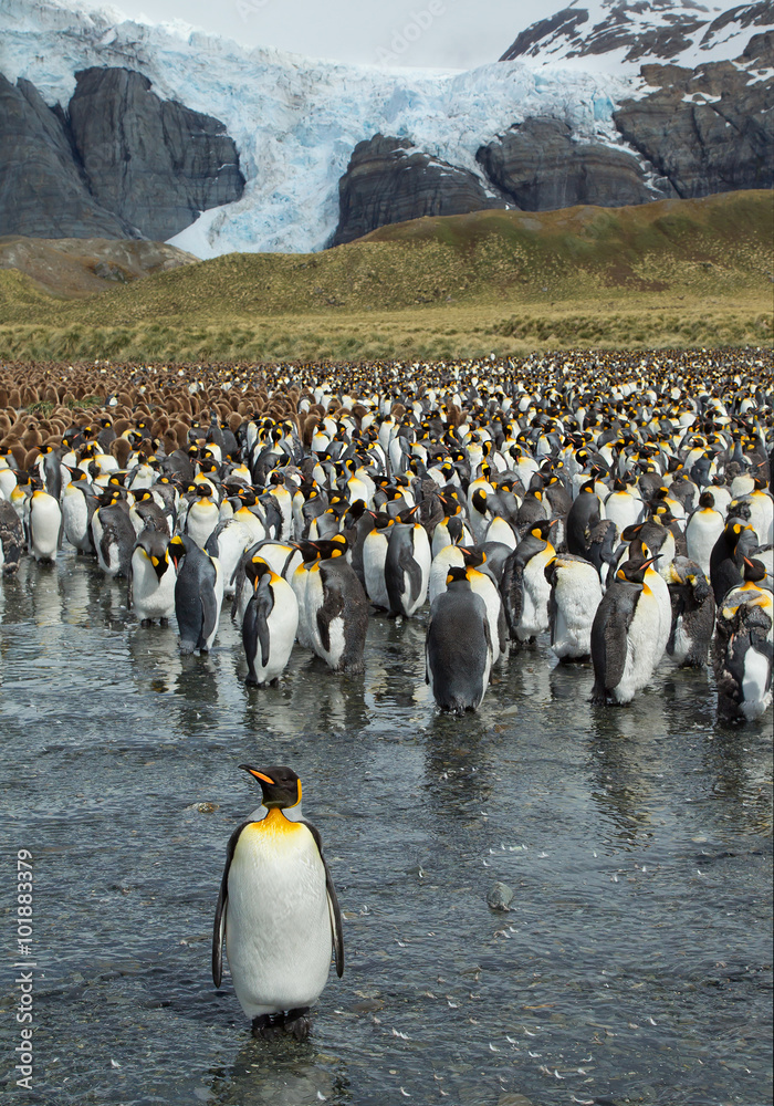 Φωτογραφία Large colony of king penguins with snowy mountain in the background, South Georg