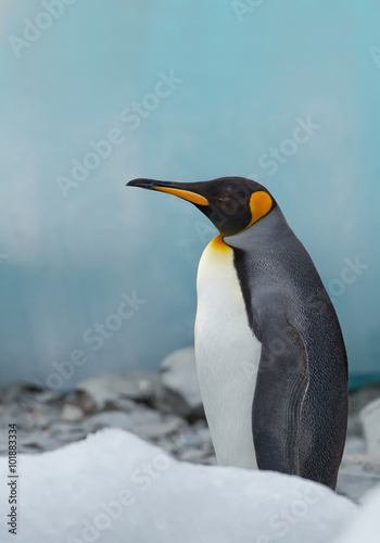 King penguin standing  with clean blue background  South Georgia Island  Antarctica