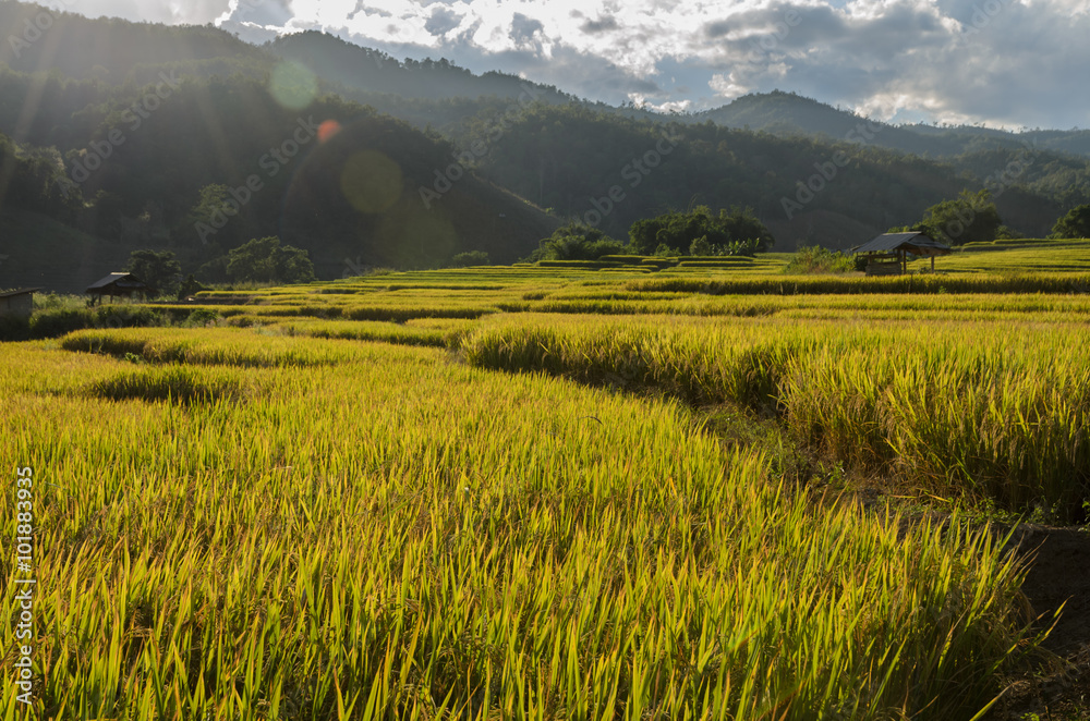 Traditional rice terraced fields in Chiang Mai,  Thailand