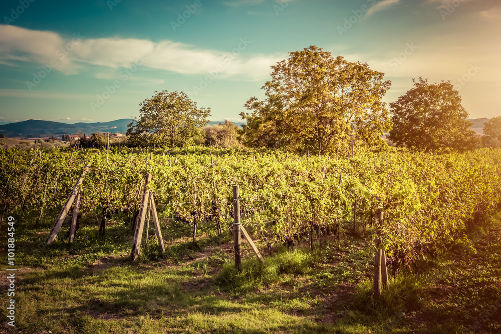 Naklejka premium Vineyard in Tuscany, Italy. Wine farm at sunset. Vintage