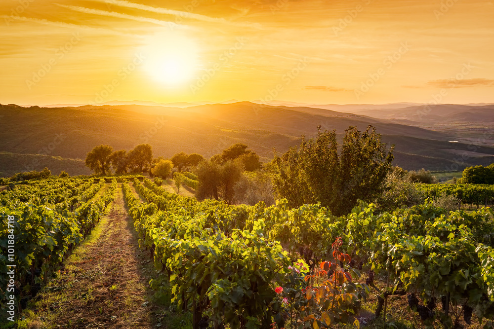 Vineyard landscape in Tuscany, Italy. Wine farm at sunset