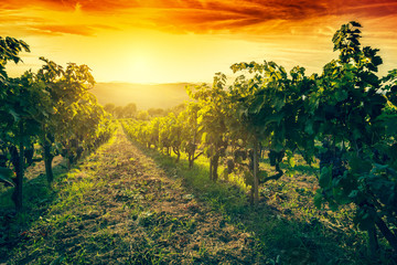 Foto auf Acrylglas Weingarten Vineyard in Tuscany, Italy. Wine farm at sunset. Vintage  © Photocreo Bednarek