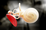 inner ear structure