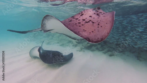 Big stingray hunting small fishes 50fps