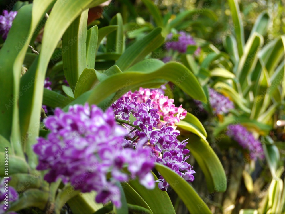 Fototapeta premium Purple Orchid