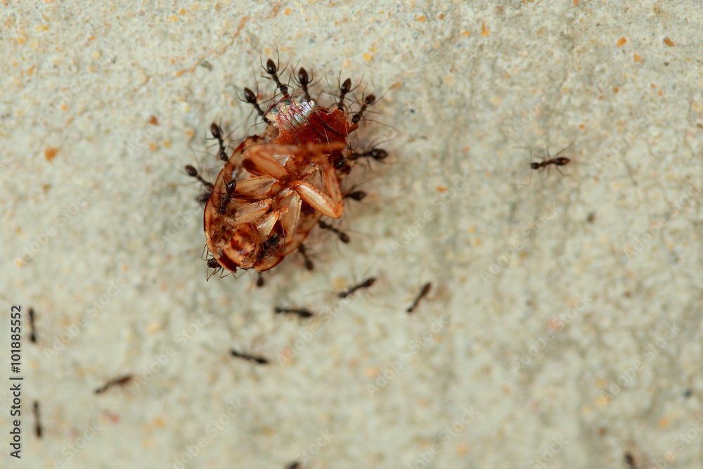 Ants Are A Harmonious Helped Transport The Remains Of Dead Cockr Stock Photo Adobe Stock