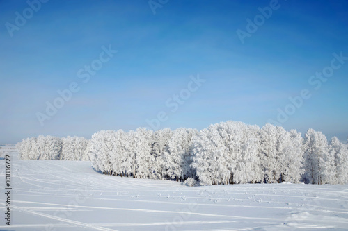 Beautiful winter landscape with trees covered with hoarfrost