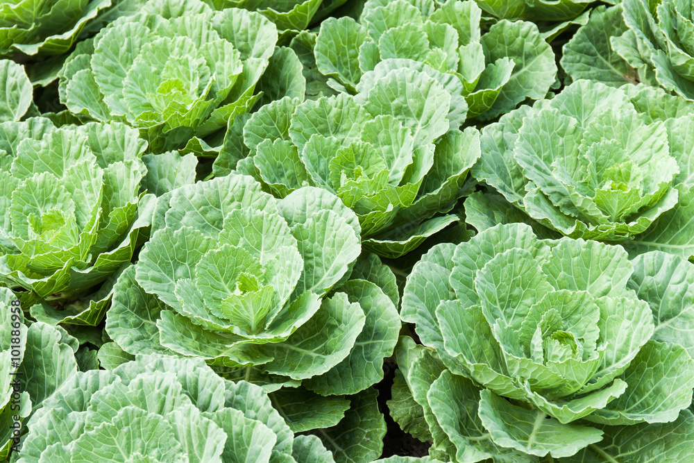 green cabbages green cabbages