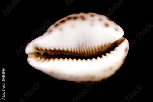 Studio shot of a Mediterranean sea shell