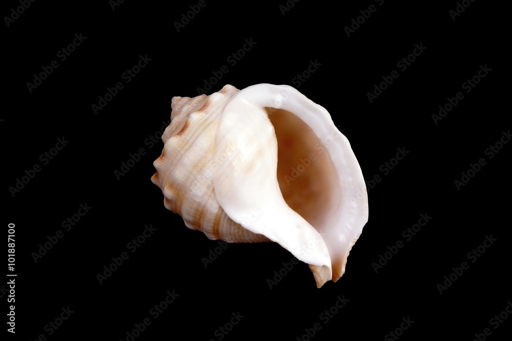 Studio shot of a Mediterranean sea shell Studio shot of a Mediterranean sea shell