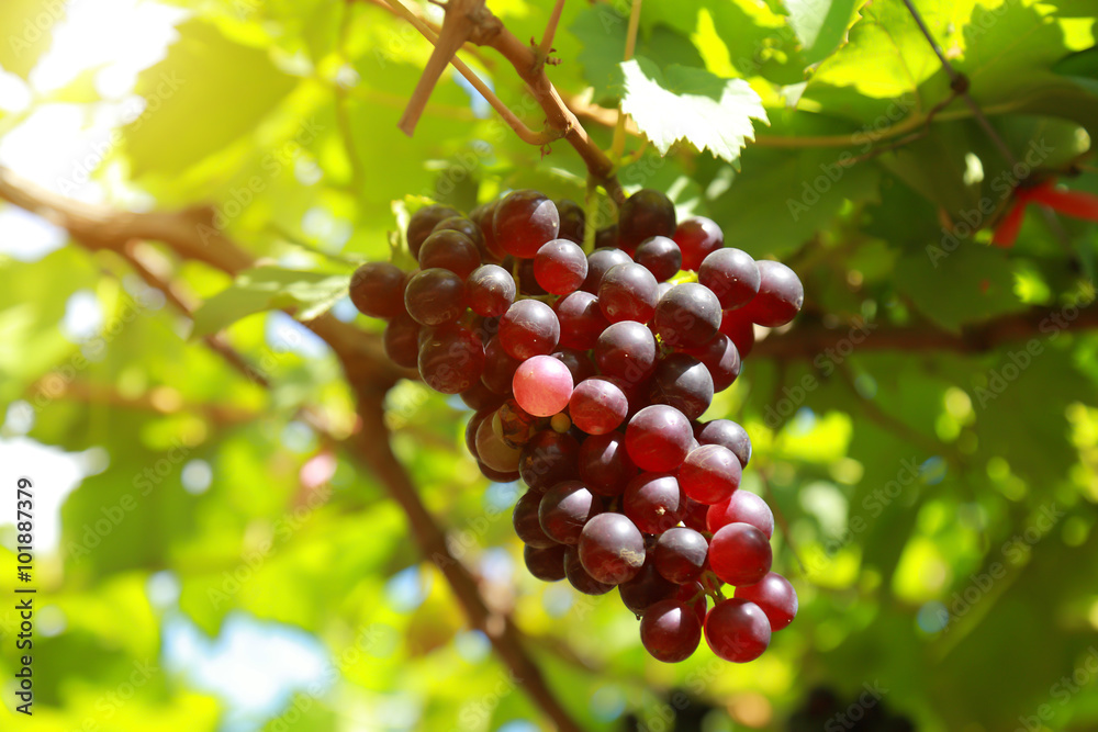 grapes in vineyard on a sunny day grapes in vineyard on a sunny day