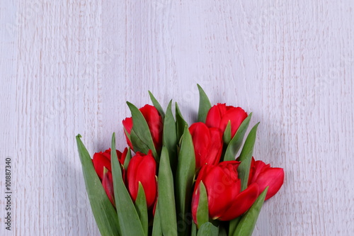 Fototapeta Naklejka Na Ścianę i Meble -  Tulipany