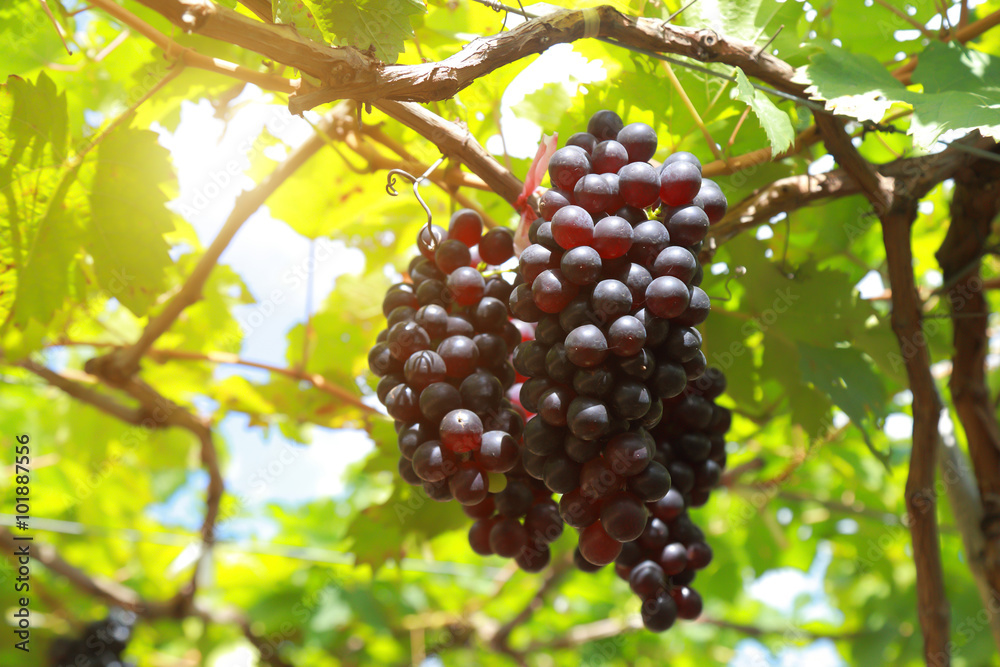 grapes in vineyard on a sunny day grapes in vineyard on a sunny day