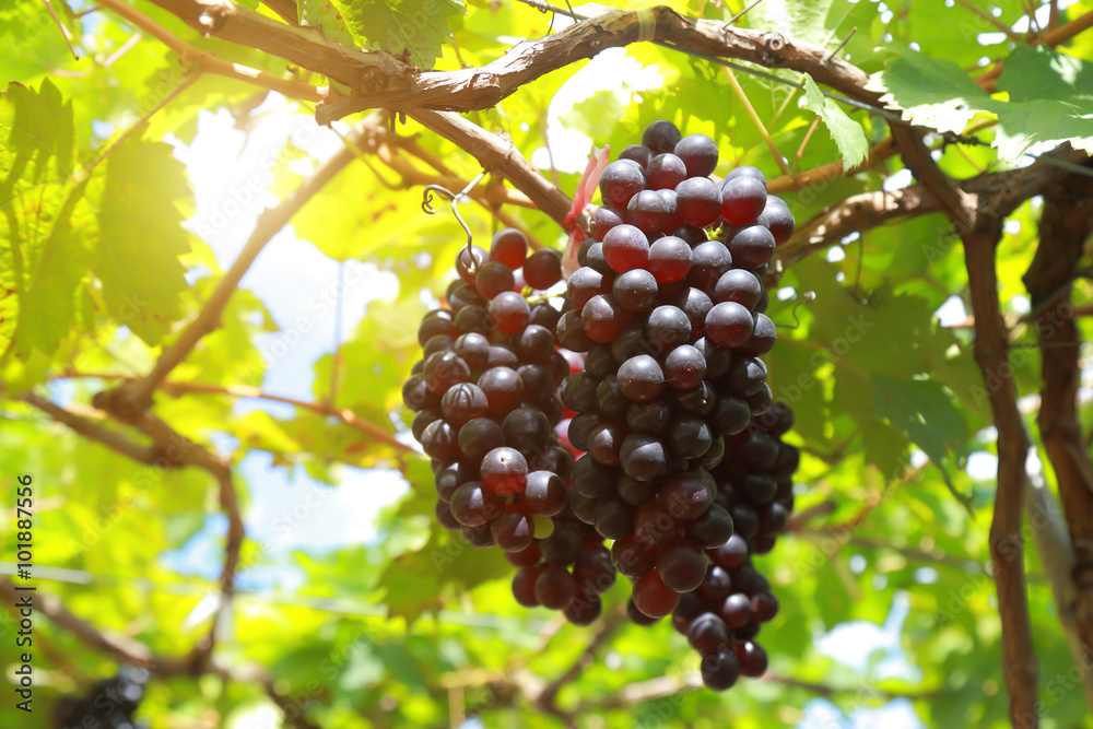 grapes in vineyard on a sunny day